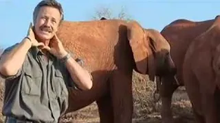 Horrific Methods Used by Elephant Poachers | BBC Studios