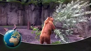 Cute & curious little fur friends - Wild frolicking in the bear enclosure