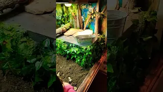 Waterfall and makeover of the Tegu enclosure