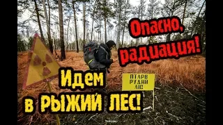 We go to Pripyat through the Red Forest, a trip to the Chernobyl zone part 2