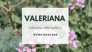 VALERIANA COMUNE: PER IL SONNO , L' ECZEMA E L' EPILESSIA - Valeriana officinalis L. Valerianaceae