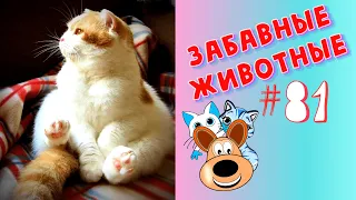 Приколы с Животными #81 / Смешные Животные 2020 / Приколы / Приколы про Животных / Лучшие Приколы