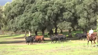 Toros en Vejer de la Frontera (Cádiz)