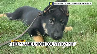 Union County Sheriff's Office asking for help name 11-week-old K-9 officer