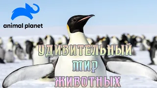 Удивительный мир животных (2). #Документальный фильм