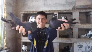 Узбекские бойные голуби Самарканда Руслана Бектемирова  г.Джанкой, Крым. Uzbek Pigeons