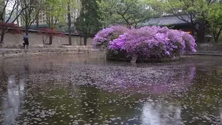 Rain Sound Deoksugung Pond Rainy Scenery - White Noise 3 Hours