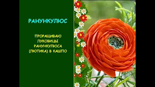 Ранункулюс. Проращиваю луковицы ранункулюса в кашпо.