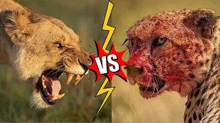 Big Cat Fights | Lion vs Leopard, Canadian Lynx vs Mountain Lion, Leopard vs Cheetah