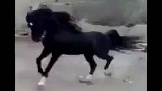 black arabian horse