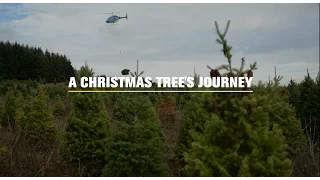 A Christmas Tree's Journey