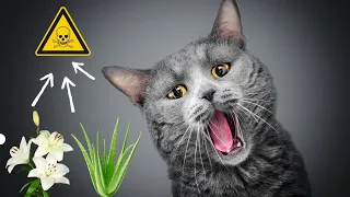 10 Toxic Plants, that can kill your cat | Poisonous Plants for cats