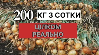 Який ВРОЖАЙ цибулі можна зібрати з 1 сотки на ПОЛІССІ?/Вирощування цибулі на Поліссі