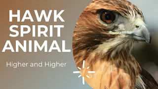 Hawk Spirit Animal | Hawk Spiritual Meaning #hawkspiritanimal #hawkspiritualmeaning #hawksymbolism