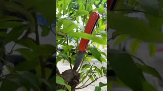 Folding knife with replaceable blades, easy to cut fruits and peel wood