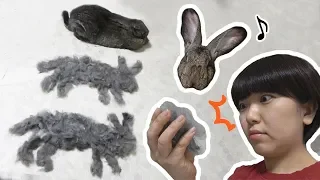 Rabbit Molting with Giant Bunny! Brushing & Playing（ウサギの換毛期 with フレミッシュジャイアント）