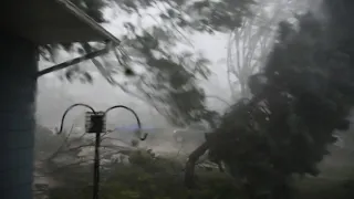 Wind too much for the spruce tree  Cedar Rapids Derecho  Aug 10, 2020