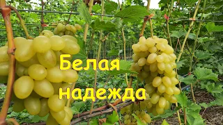 Белая надежда