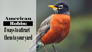 American Robin: 8 Easy Way to Attract Robins to Your Backyard