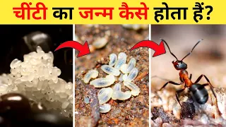 चींटी का जीवन चक्र | Ant Life Cycle Video | Life Cycle Of Ant In Hindi | Chiti Ka Janm