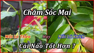 Chăm Sóc Mai Vàng Mắt Lá Khích Hay Thưa Sẽ Tốt Hơn – Mai Vàng Duy Hiếu