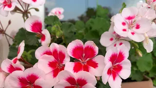 BALCONY TOUR WITH SARDONYA AND MY BEGONVILS.