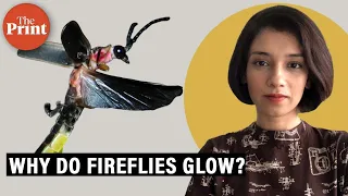 Why fireflies glow & when they acquired this trait