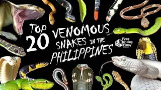 AHAS NA PUMAPATAY | Top 20 Venomous Snakes Native to Philippines