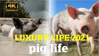 PIG LIFE LUXURY LIFE 2021, Rich Life Of Billionaires | World King👑 LIFE EXPO 💲BILLIONAIRE