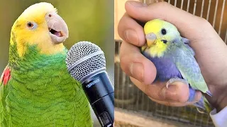 Smart And Funny Parrots Parrot Talking Videos Compilation #8 Super Parrots