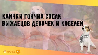 Клички гончих собак выжлецов девочек и кобелей