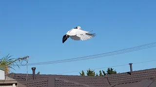 Serbian highflyers pigeons melbourne young ones learning their area. Little flight .