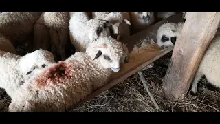 Ultima filmare  cu mieii  + cât  furaj  mănâncă  câteva  sute  de mieii  pe  zi 🐏🐑🐏🐑🌽