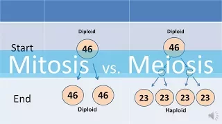 Mitosis vs Meiosis (updated)