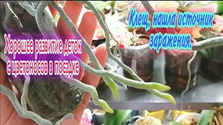 🌸Будни с орхидеями // Детки в стекле // Корни и керамзит//  Цветение лопушка 5 и сюрприз от Лиодоро🤩