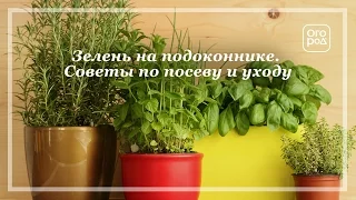 Выращивание зелени на подоконнике. Советы по посеву и уходу