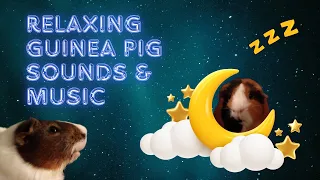 🐹💤Dreamy Lullaby: 8 Hours of Guinea Pig ASMR for a Peaceful Night