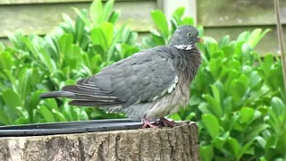 Peter the Pigeon 1 preening himself after having a bath