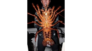 "Monster" Lobster reckoned to be SEVENTY years old...