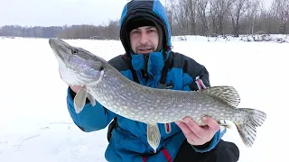 Десна Нагородила Кльовом. Ловимо Щуку на Жерлиці