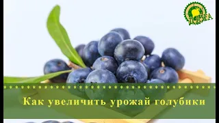 Как увеличить урожай голубики? Посадка и уход