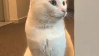 Cat reacts to heavy metal 😂