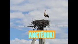 Stork and little stork