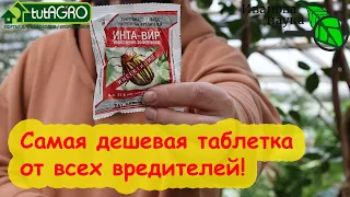 ХВАТИТ и ПОЛ ТАБЛЕТКИ! САМОЕ ДЕШЕВОЕ СРЕДСТВО ПОМОГАЕТ ОТ тли, белокрылки, гусениц, клопов и трипсов