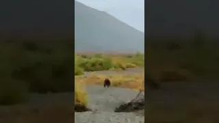 Чукотка.Дикие бурые медведи/Chukotka brown wild bears