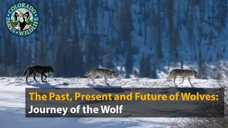 Past, Present and Future of Wolves: Journey of the Gray Wolf