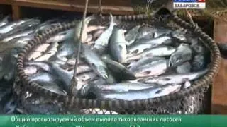 Вести-Хабаровск. Квоты на вылов тихоокеанских лососей распределены в Хабаровском крае