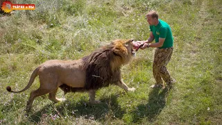 The pride leader feeds his lions. Oleg Zubkov. Taigan.