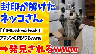 【2ch動物スレ】封印されしネッコさんついに封印が解けダンボールの中から飛び出してくるwwwww