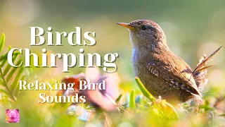 Birds Chirping - Relaxing Bird Sounds - Body and Mind Relaxation, Calming Effects, Tranquility